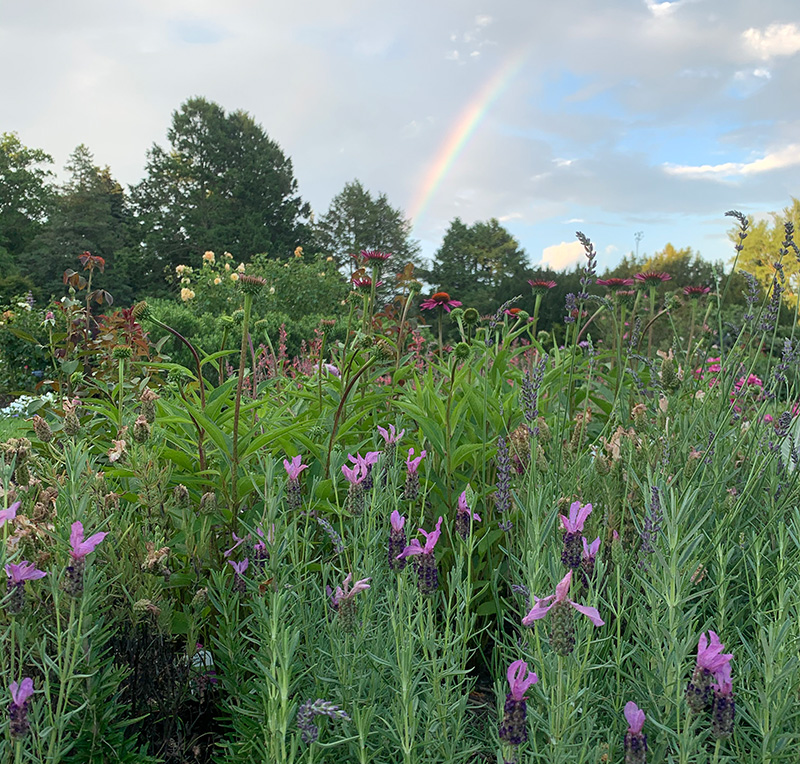 A rainbow streaks above a field of flowers at the Morris Arboretum & Gardens.