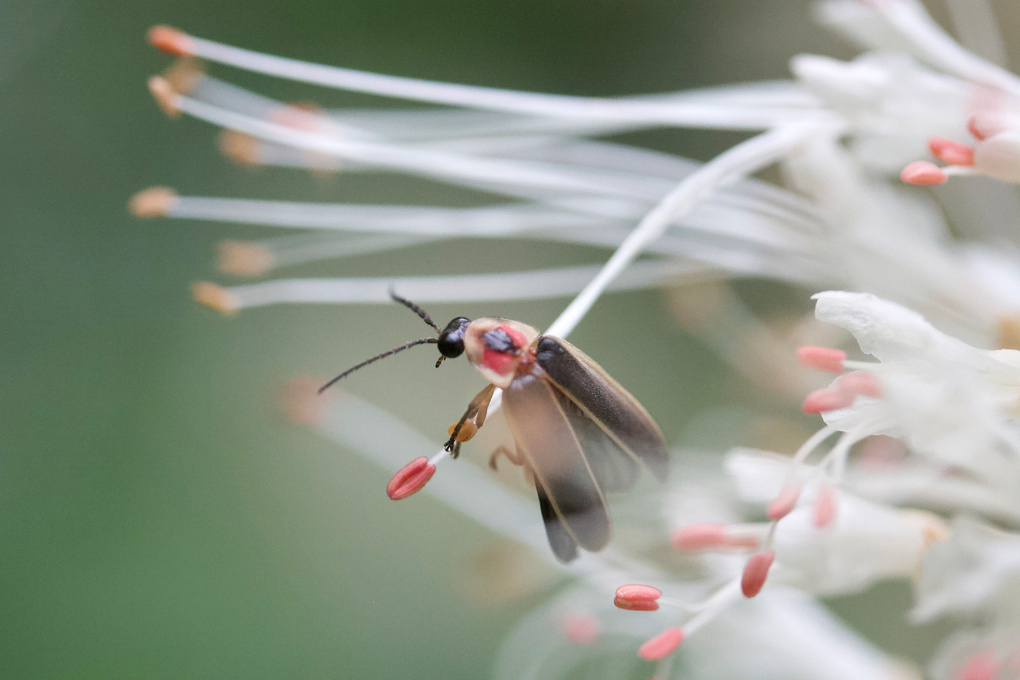 A firefly rests on a Aesculus parviflora, commonly called bottlebrush buckeye.