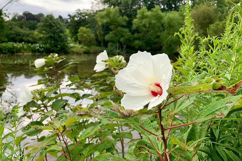 A hibiscus moscheutos flower in the Morris wetlands.
