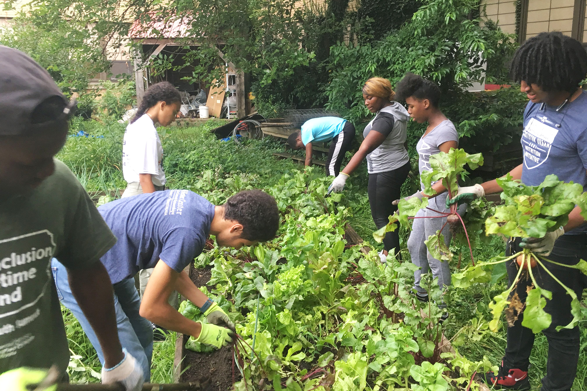 AUNI Nutrition Educators and a lively and hardworking group of teen interns are shown here harvesting beets in the garden at Sayre High School, a university-assisted community school in West Philadelphia.