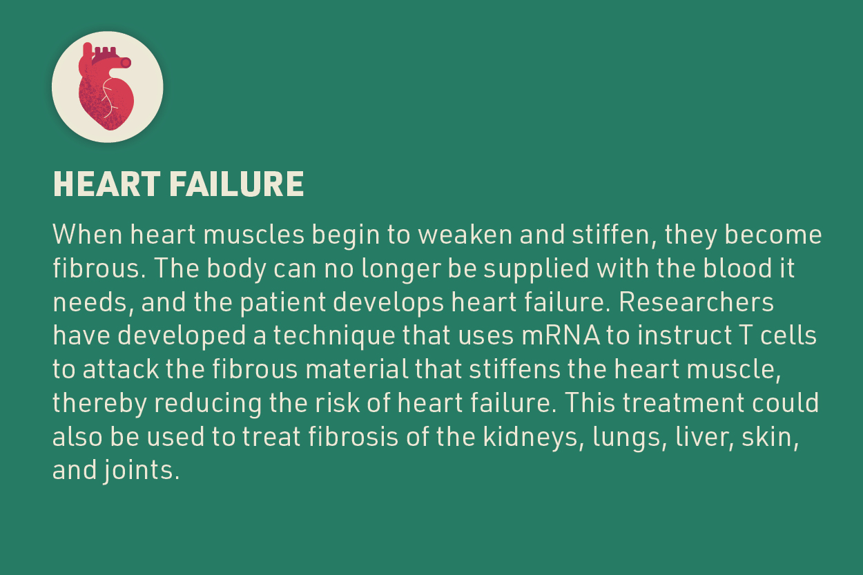 An educational graphic about the use of mRNA technology in treating heart failure. The background is dark green with a stylized icon of a red heart containing a white ECG line in a white circle. The text describes how heart muscles weaken and become fibrous, leading to heart failure. It explains that researchers have developed a technique using mRNA to instruct T cells to attack the fibrous material, thereby reducing the risk of heart failure. This treatment could also potentially be used for treating fibrosis in the kidneys, lungs, liver, skin, and joints.