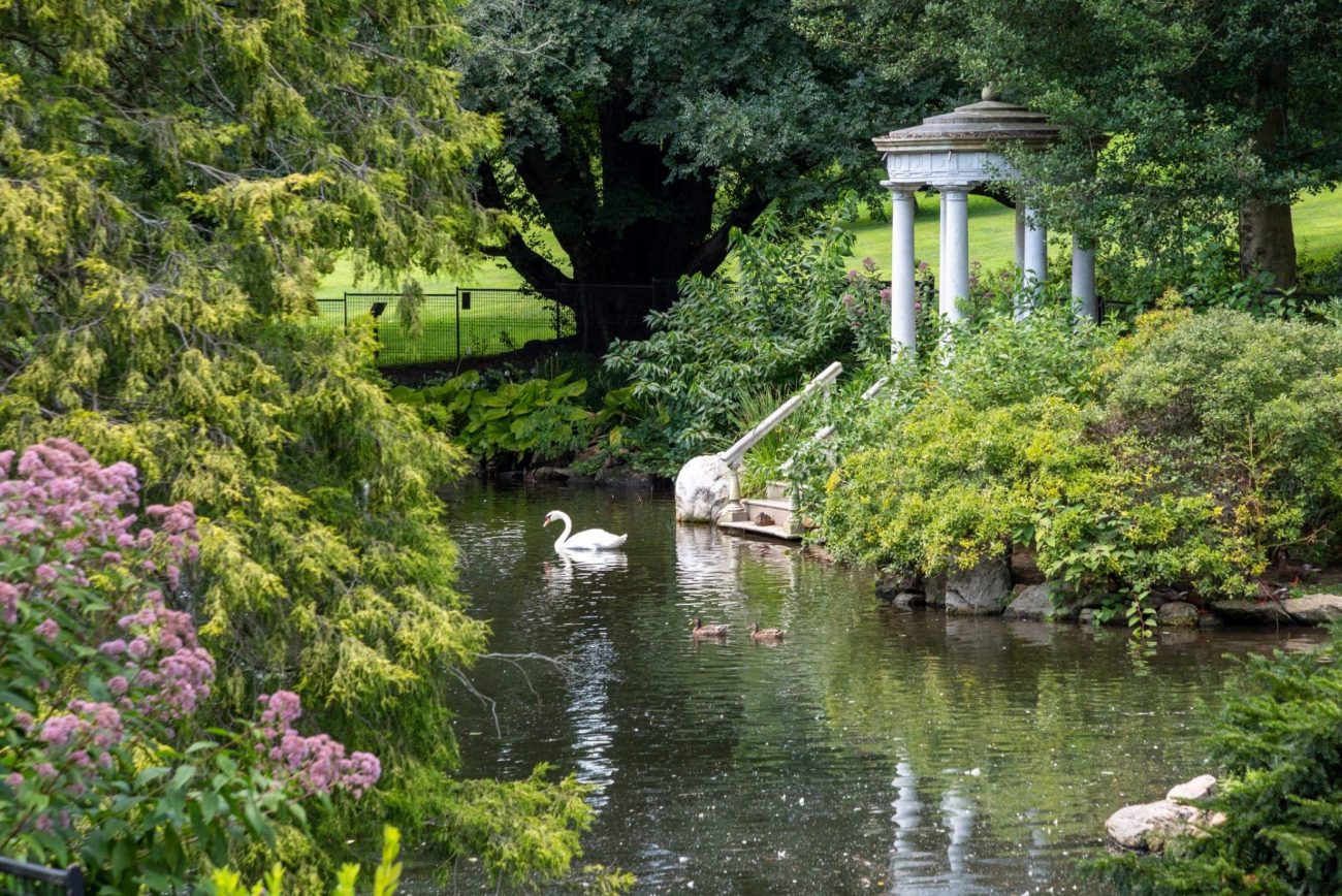 Swan pond at Morris Arboretum