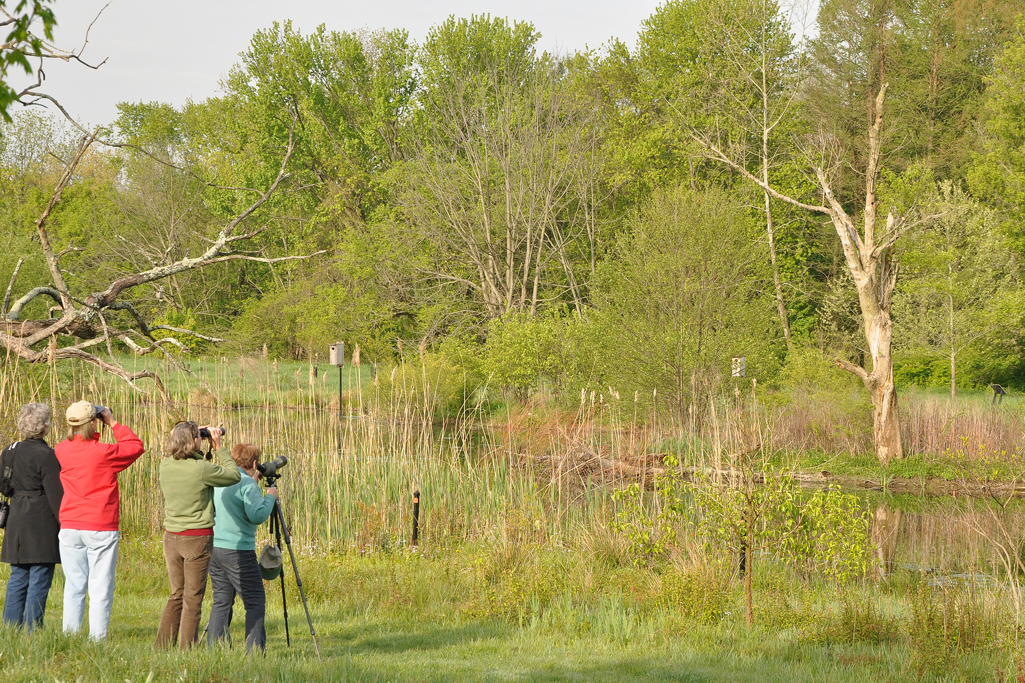 A group of visitors watches for birds in the Wallace-Kane Wetlands.