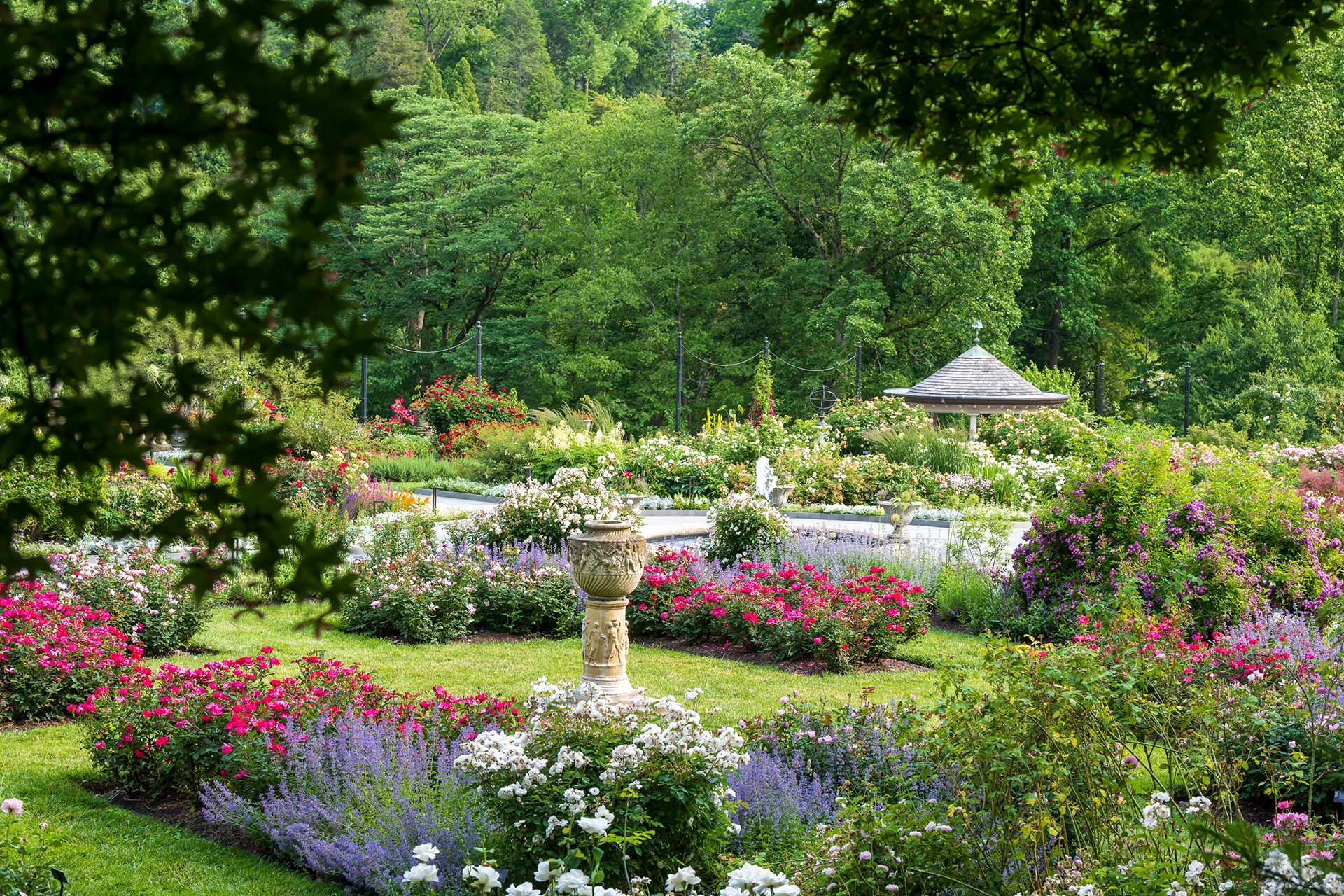 A landscape view of the newly renovated Rose Garden at Morris Arboretum & Gardens