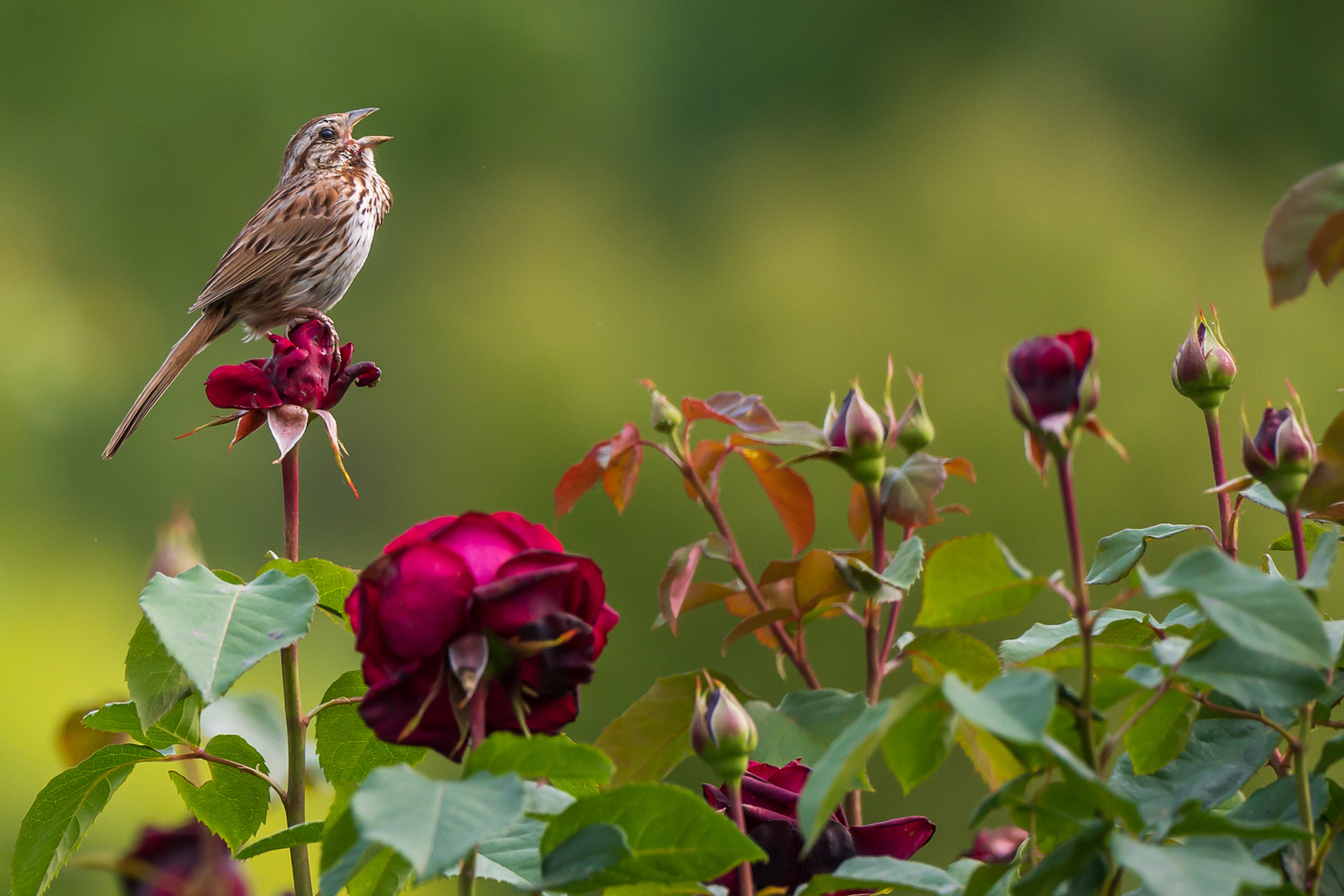 A sparrow sings from atop a budding rose in the Rose Garden at Morris Arboretum & Gardens
