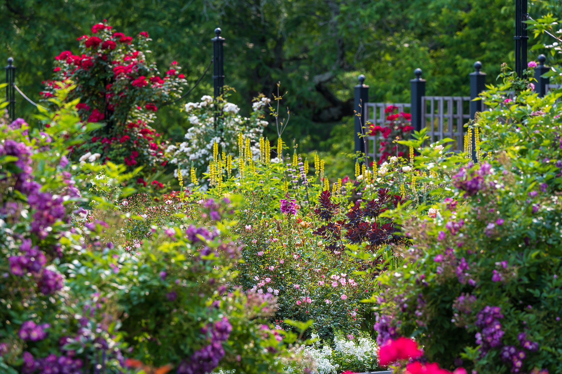 A variety of flowers inside the Rose Garden at Morris Arboretum & Gardens