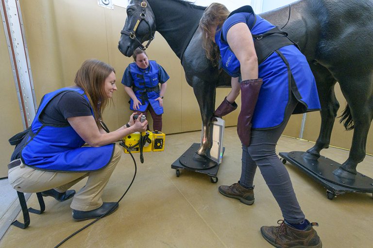The Future of Veterinary Education Inspiring Impact Stories