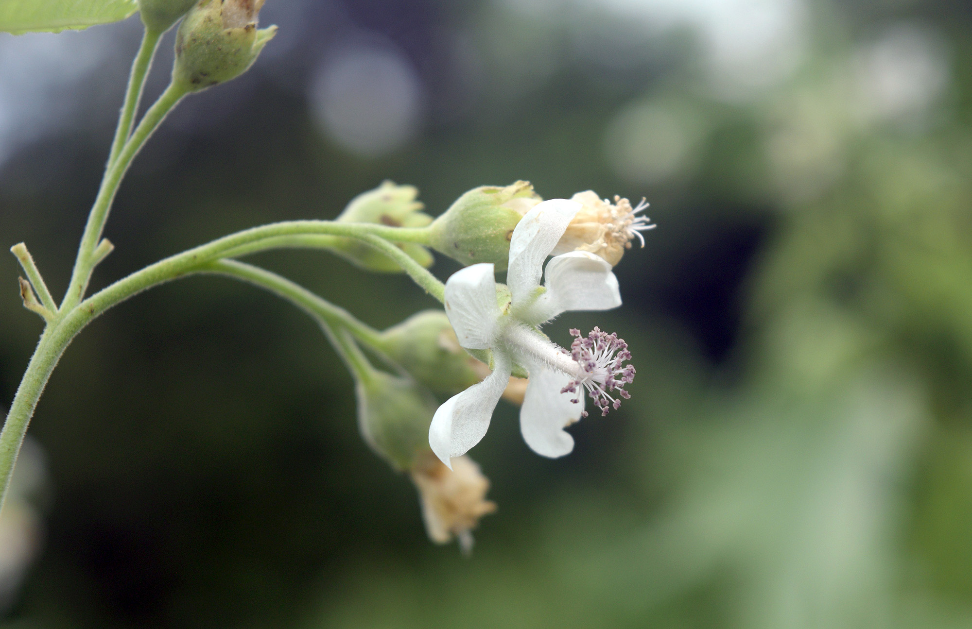 Virginia mallow flower