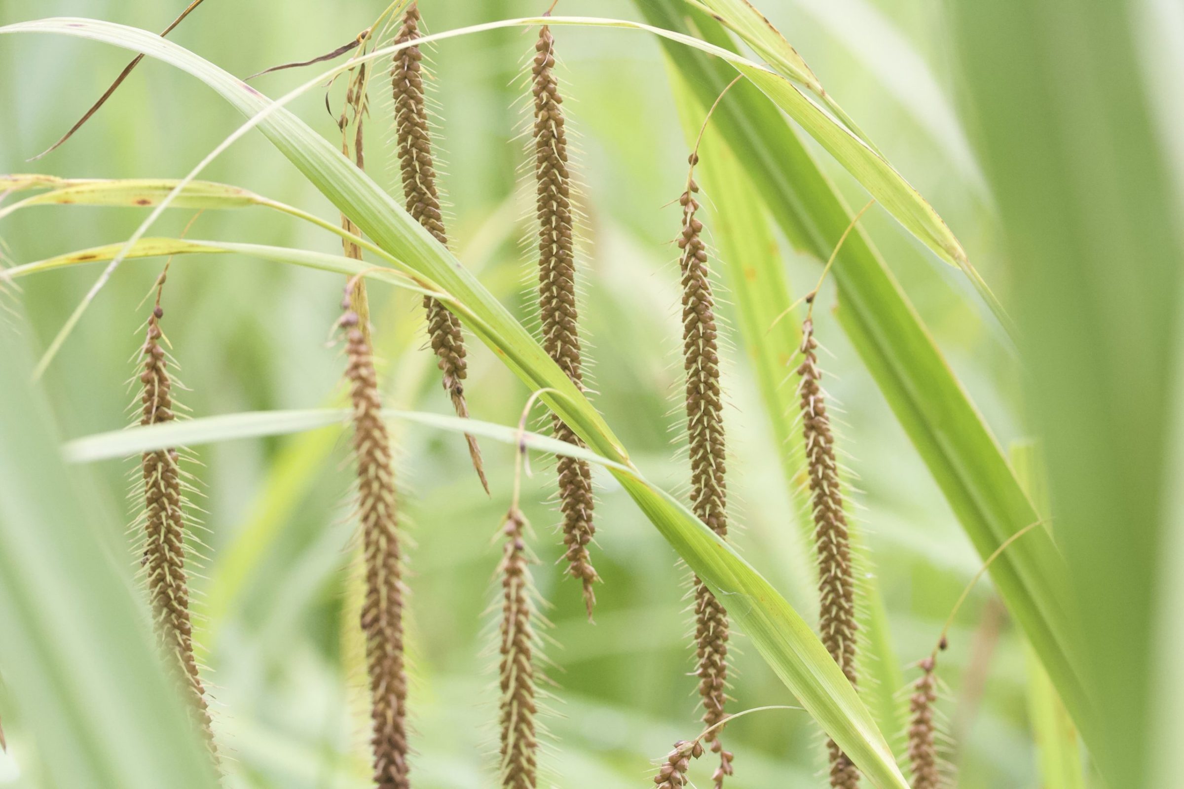 Carex crinita, commonly called fringed sedge, grows in the Wallace-Kane Wetlands.