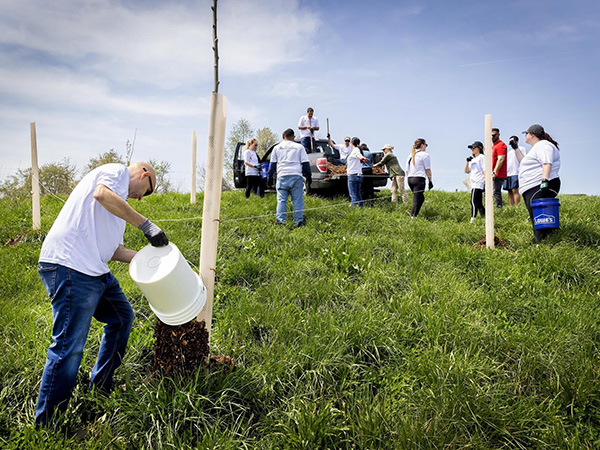 A volunteer in the foreground dumps mulch around a newly planted tree while others gather materials from a truck in the background.