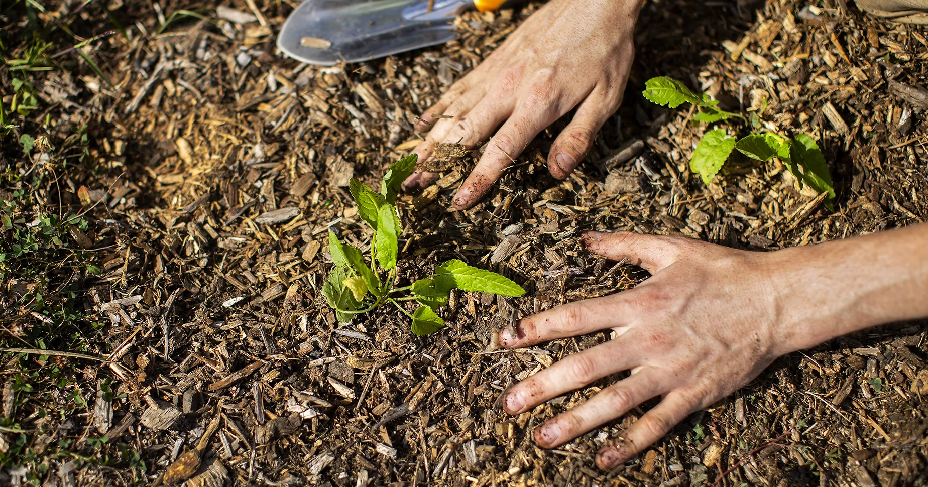 Close-up of a person's hands planting a small green seedling in soil covered with mulch.
