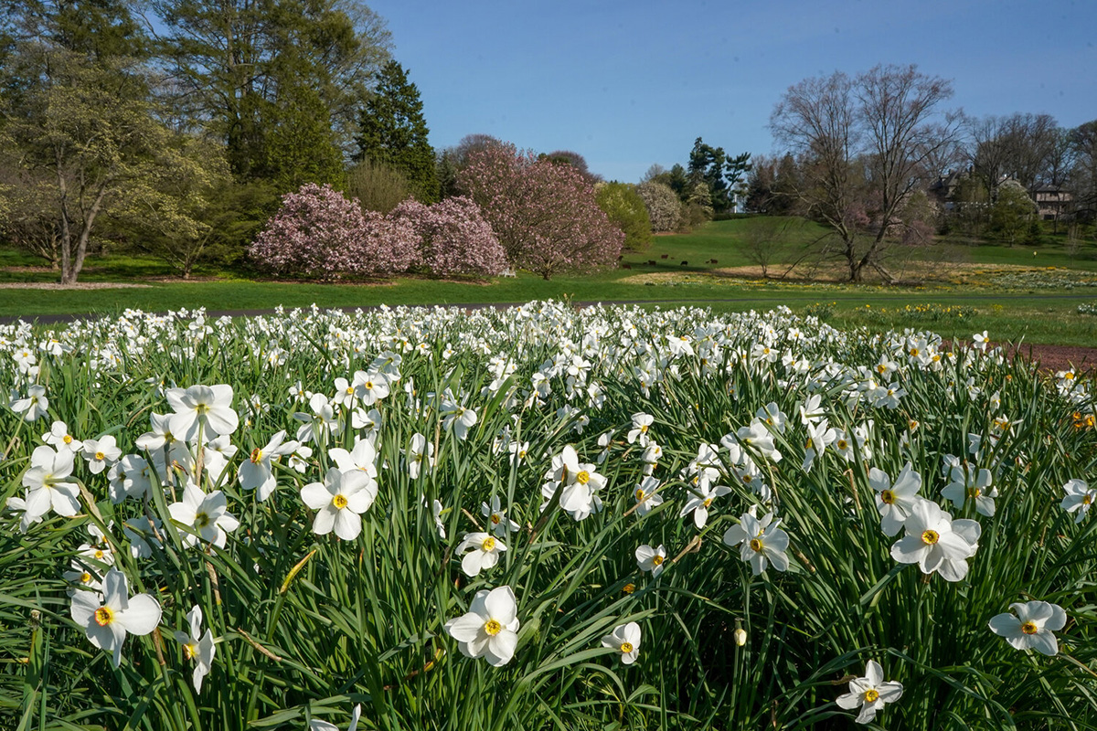 Vibrant spring scene at the Morris Arboretum & Gardens featuring a lush field of white narcissus flowers in full bloom.