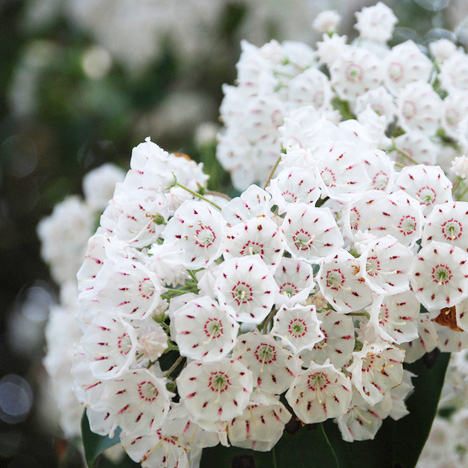 Close-up of a cluster of Mountain Laurel flowers, featuring delicate white blossoms speckled with intricate pink and green markings. The dense grouping of flowers, each with a star-shaped pattern at the center, highlights the natural beauty and intricate details of this native plant.