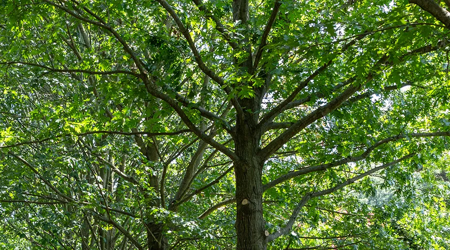 A lush green tree with sprawling branches covered in vibrant green leaves.