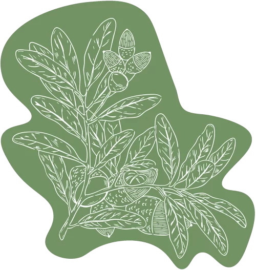 White line drawing of oak leaves and acorns on an irregularly shaped muted green background.