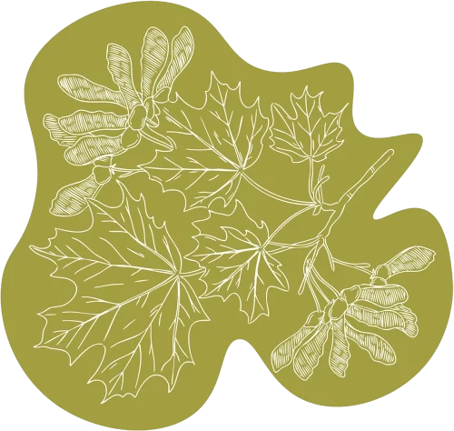 White line drawing of maple leaves and samara seeds on an irregularly shaped olive-green background.