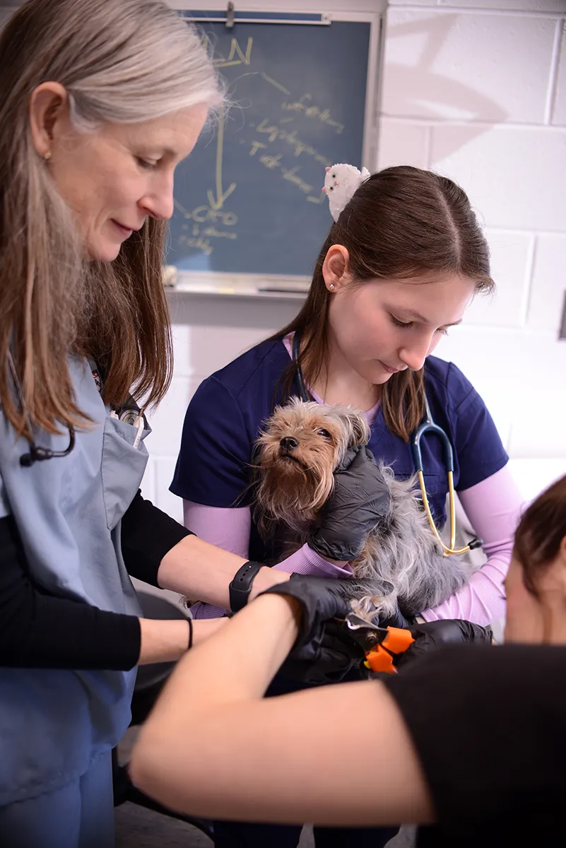 Veterinary professionals conducting a gentle nail trimming procedure on a small dog in a clinical setting.