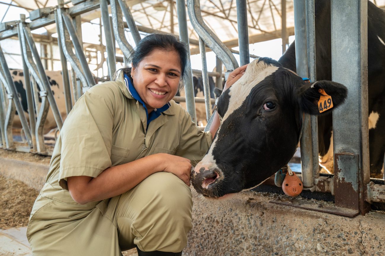 Dipti Pitta smiles as she gently pets the head of a cow in a barn.