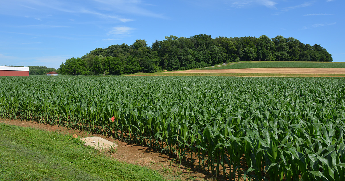 A serene view of a lush cornfield with a red farmhouse visible in the background at left.