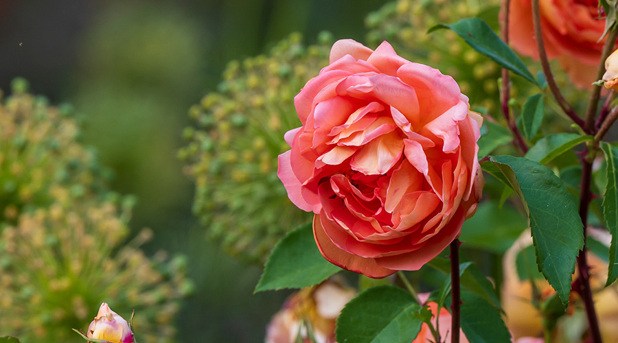 A rose blooming in the newly renovated Rose Garden at Morris Arboretum & Gardens