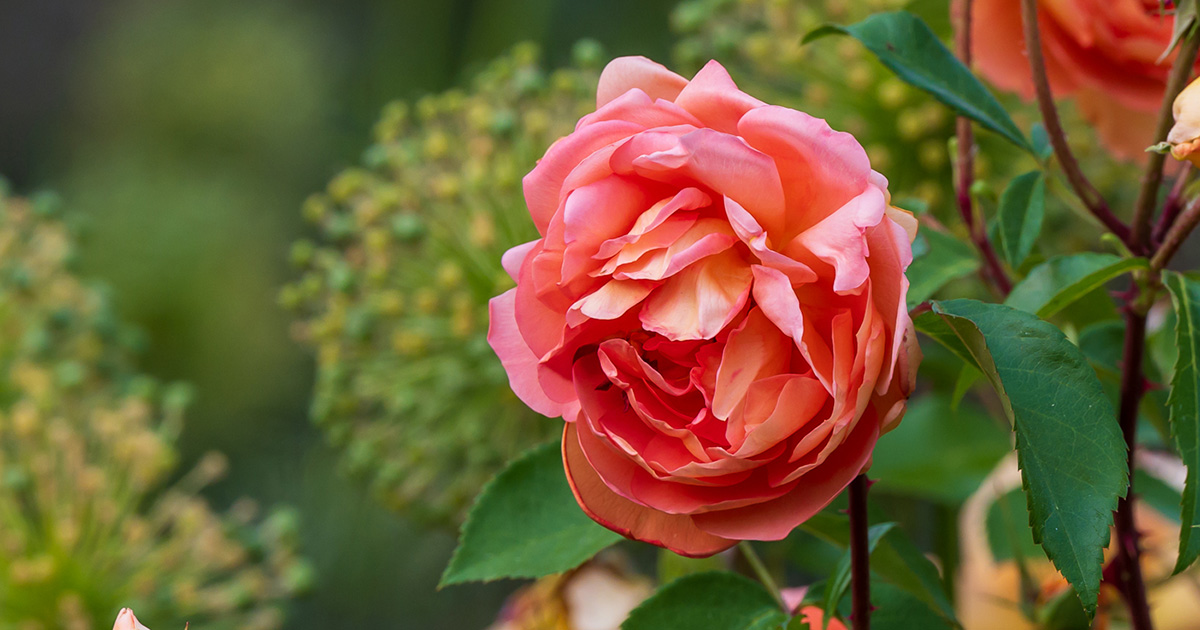 A rose blooming in the newly renovated Rose Garden at Morris Arboretum & Gardens